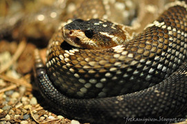 Video: Cặp rắn chui vào nhà dân tử chiến