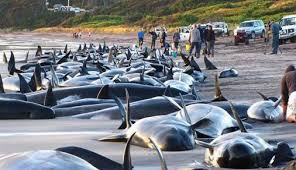 Cá voi chết hàng loạt, Anh nghi do tàu ngầm Nga