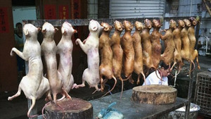 Mỹ ra nghị quyết kêu gọi các nước châu Á ngừng ăn thịt chó, mèo