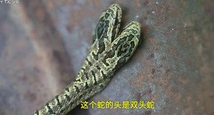 Clip: Dân khiếp đảm phát hiện rắn 2 đầu bò vào nhà