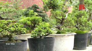 Cây cảnh tí hon giá ngàn USD khiến dân chơi bonsai 'phát sốt'