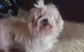 Bất hòa với mèo, chó bị chủ chôn sống