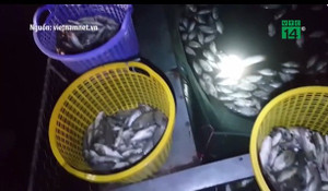 Clip: Thu gom hàng tấn cá chết ở Hồ Tây là có chủ đích