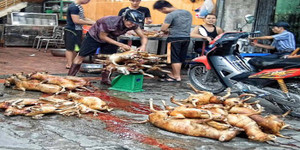 Những cái chết lạ kỳ, kinh hoàng ở ngôi làng mổ chó lớn nhất nước