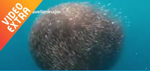 Video: Cá mập bị đàn cá khổng lồ 'nuốt chửng'