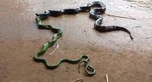 Clip: Ăn thịt đồng loại cùng kích cỡ, rắn mắc nghẹn phải quằn quại nôn ra