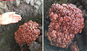 Clip: Phát hiện vật thể lạ giống não người rỉ máu mọc ra từ thân cây