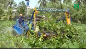Chuyện lạ ở Tiền Giang: Bỏ 8 tỷ diệt lục bình nơi này, chi 1,2 tỷ trồng nơi khác