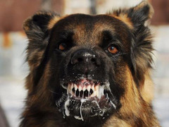 Đi 'lấy nọc' sau khi bị chó cắn, một phụ nữ chết thương tâm