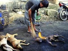 Lời đồn 'chó báo oán' khiến phố thịt chó Nhật Tân lừng danh biến mất?