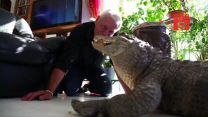 Video: Người đàn ông nuôi cá sấu, rắn chuông, nhện độc trong nhà như thú cưng