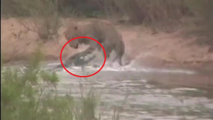 Clip: Cá sấu khổng lồ đột kích, suýt đoạt mạng sư tử