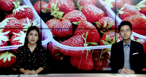 Video: Thêm xoài bị găm kim, các siêu thị Australia ngưng bán kim khâu