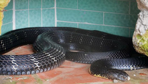 Người đàn ông bị rắn hổ mang cắn chết ở Nghệ An