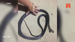 Rắn hổ mang chúa cắn chết người ở Nghệ An: Nạn nhân nhập viện với 10 vết răng