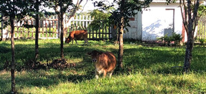 Chuyện lạ: Trường học ở Huế trở thành nơi nuôi bò và gà