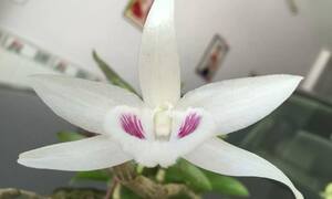 Choáng ngợp với gốc lan giã hạc đột biến giá 6,8 tỷ đồng