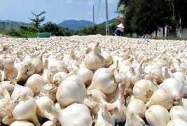 Hàng trăm tấn tỏi nguy cơ đổ bỏ tại Khánh Hòa