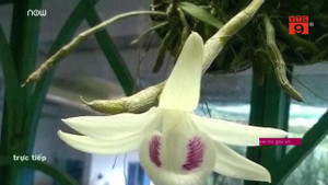 Video: Cận cảnh gốc lan Giã Hạc đột biến giá gần 7 tỷ đồng