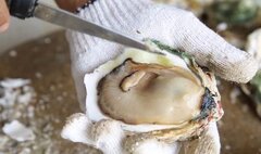 Phát hiện hợp chất kỳ diệu trong con hàu, giúp kìm hãm bệnh ung thư