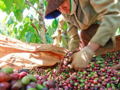 Vinacafe nặng nợ vì ‘con’