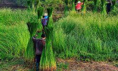 Xã cho thuê sông, dân Thanh Hóa mất kế sinh nhai