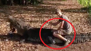 Clip: Du khách dùng xác kangaroo dụ cá sấu khổng lồ lên bờ để cưỡi