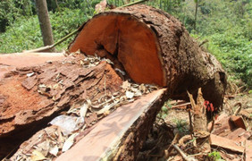 Để lâm tặc đốn hạ rừng lim xanh, 2 cán bộ kiểm lâm ở Quảng Nam bị bắt giam