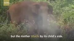 Video: Xót xa voi mẹ miệt mài hơn 24 tiếng cứu voi con đã chết