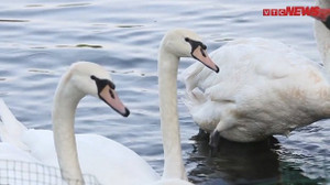 Đàn thiên nga hàng trăm triệu đồng ở hồ Thiền Quang giờ ra sao?