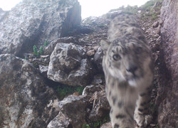 Báo tuyết 'chụp ảnh selfie' ở độ cao gần 5.000 m gây bão mạng