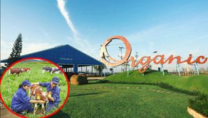 Video: Khám phá trang trại sữa organic chuẩn châu Âu có robot cho bò ăn đầu tiên tại Việt Nam