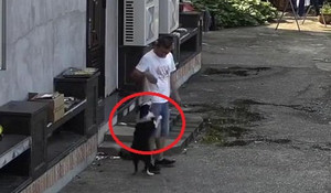 Clip: Được 'hối lộ' đồ ăn, chó nhà vẫy đuôi quấn quýt kẻ trộm