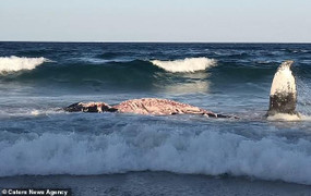 Video: Mạo hiểm mạng sống để rỉa thịt con mồi, cá mập suýt phải trả giá đắt