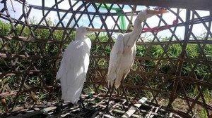 Ảnh: Những chiêu độc tận diệt chim trời ở Thừa Thiên - Huế