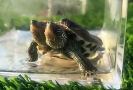 Rùa 2 đầu đột biến vẫn sống khỏe bất chấp dị tật