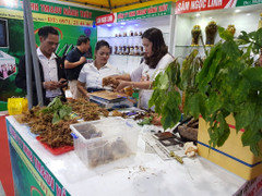 Chợ phiên sâm núi Ngọc Linh thu 4,2 tỷ đồng