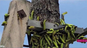 Video: Hàng ngàn sâu lạ to bằng ngón tay bò nhung nhúc trên đường ở Bình Dương