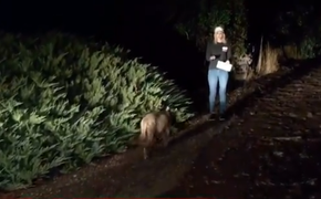 Con vật vô tình xuất hiện trên sóng truyền hình trực tiếp gây tranh cãi