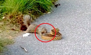 Clip: Sóc điên cuồng tử chiến với rắn và cái kết bất ngờ