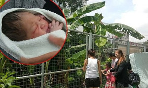Bị ném từ trên cao, bé sơ sinh sống sót kỳ diệu nhờ tàu lá chuối