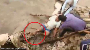 Clip: Báo đốm bị thương chồm lên cắn người khi được giải cứu