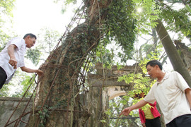 Video: Dân xót xa nhìn khối 'vàng lộ thiên' trăm tỷ đồng chết dần mà không được bán