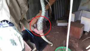 Clip: Bò vào thị trấn ăn trộm gà, trăn tham ăn bị tóm sống