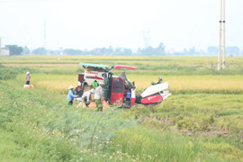 Nghệ An: Giải quyết tranh chấp dịch vụ máy gặt, 2 cán bộ xã đánh nhau