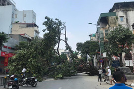 Cây đa cổ thụ bật gốc, đổ chắn ngang đường Hà Nội