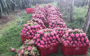 Thanh long rớt giá kỷ lục: Đổ lỗi thương lái Trung Quốc hay tự cứu mình?