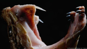 Đồn đại về loài rắn khổng lồ ăn thịt trẻ con ở Indonesia