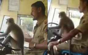 Clip: Để khỉ lái xe buýt suốt quãng đường dài, tài xế bị đình chỉ