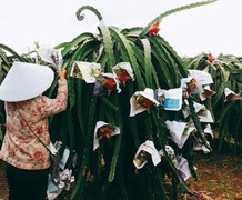 Tại sao thanh long Việt Nam lại chọn thị trường Trung Quốc để tiêu thụ?